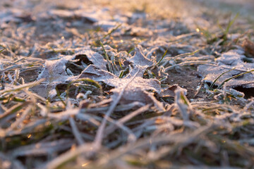 Close-up of dried leaves and grass in the park coated with hoar frost at sunrise.