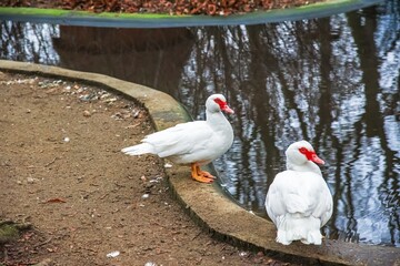White goose on rural farm , waterfowl duck near the water