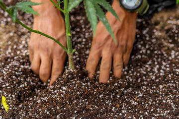 A person planting cannabis plant with his hands in the soil in a fertilized land, showing his hands...