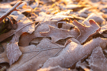 Close-up of dried leaves and grass in the park coated with hoar frost at sunrise.