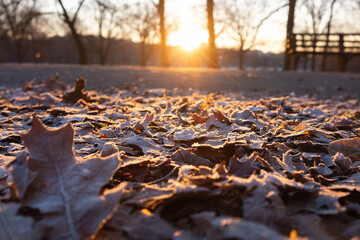 Close-up of dried leaves and grass in the park coated with hoar frost at sunrise.