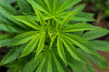 Cannabis or marijuana leaf of the sativa species in a plantation for medical and therapeutic use with CBD and THC