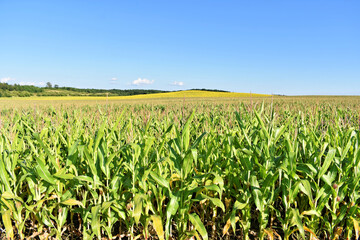 Young green corn field in summer