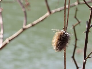 Thistle Branches 