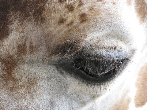 Giraffe Close Up Of Eye