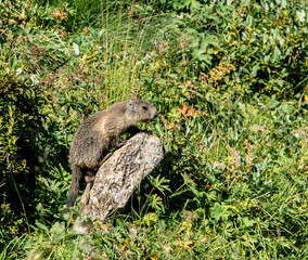 Naklejka na ściany i meble Dolomite marmot enjoying the sun on the Alpe di Siusi.