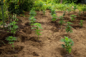 Outdoor amateur planting or cultivation of medicinal cannabis (marijuana) and CBD plantation for medicinal use, and a yard showing holes and plants.