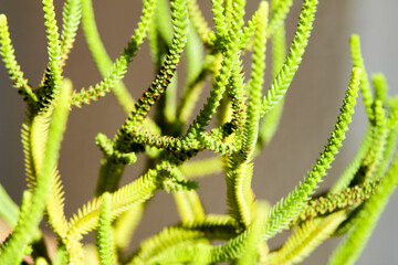 Crassula Muscosa pot under the sun
