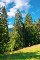 Fototapeta na wymiar fir forest on the green grassy meadow. beautiful mountain landscape in summertime. good sunny weather with fluffy clouds on the sky at noon. carpathian countryside in mid summer