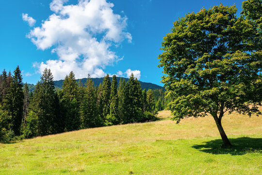 fir forest on the green grassy meadow. beautiful mountain landscape in summertime. good sunny weather with fluffy clouds on the sky at noon. carpathian countryside in mid summer