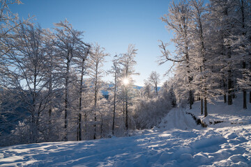 Obraz premium Beautiful winter scenery in a snowy forest on a sunny day of january 2021, Carpathian Mountains