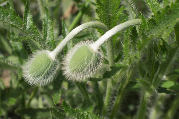 Decorative fluffy poppies closed in green fluffy leaves ready to bloom.