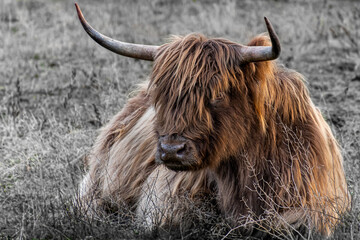 scottish highland cow