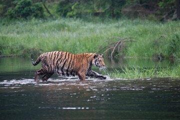 Plakat The Siberian tiger (Panthera tigris Tigris), or Amur tiger (Panthera tigris altaica) in the forest walking in a water.