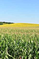 Fototapeta na wymiar Young green corn field in summer