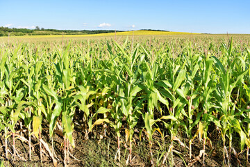 Young green corn field in summer