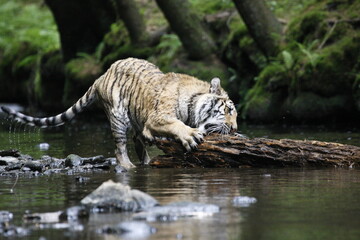 Fototapeta na wymiar The Siberian tiger (Panthera tigris Tigris), or Amur tiger (Panthera tigris altaica) in the forest walking in a river. Tiger with green background. Tiger on a stone. 