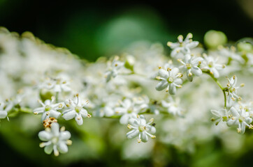 White flowers of the plant Sanbucus nigra 