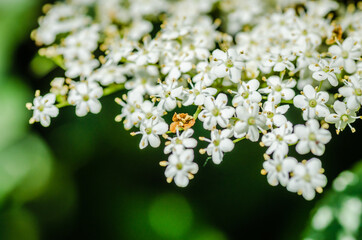 White flowers of the plant Sanbucus nigra 
