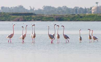 Flamingo birds, walking and feeding at the salt lake of Larnaca Cyprus.