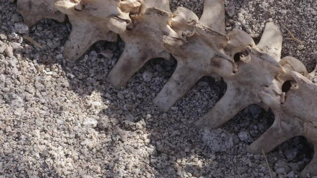 Deer vertebrae spine skeletal remains