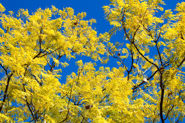 Jacaranda Mimosifolia leaves under blue sky