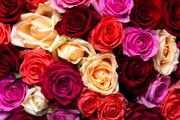 Multicolored roses for Valentine's Day, background, flat lay, horizontal orientation, close-up, selective focus