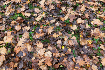 autumn nature and its influence on nature