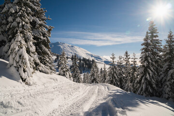 Beautiful winter scenery in a snowy forest on a sunny day of january 2021, Carpathian Mountains