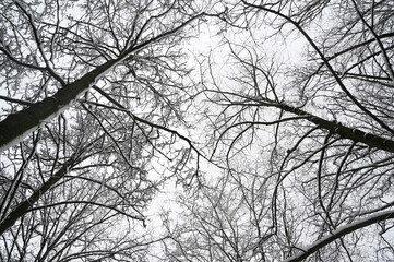 Bottom view of tree branches covered with snow against grey sky. Winter. Background picture. Bottom view
