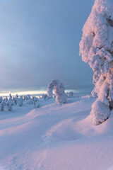 Frozen trees covered in snow in Finland