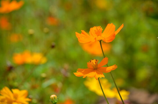 Orange Flowers In A Field