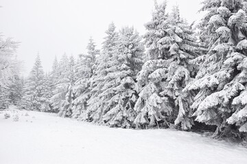 Ośnieżone !