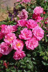 Fototapeta premium bunch of roses
