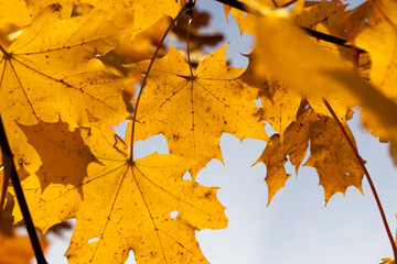 changing the color of maple in the autumn season