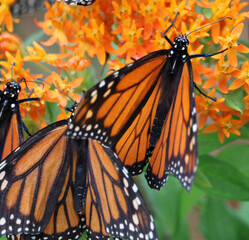 monarch butterfly 2