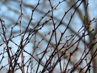 branches against sky