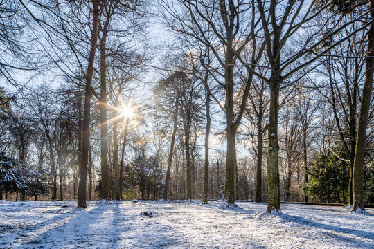 Sunny winter forest with snow