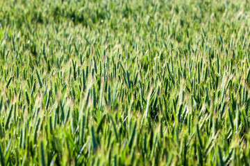 agricultural field where green wheat has grown