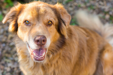 Golden Retriever dog smiling at camera