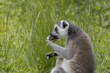 Lemur catta sits in a tall grass and eats a red beets.The lemurs appeared on Earth about 58 million years ago.(Lemur catta)