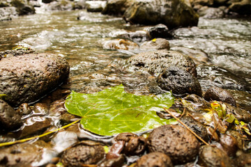 Leaf on a river with rocks 