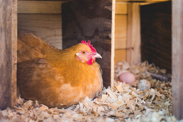 Buff Orpington hen in nesting box 