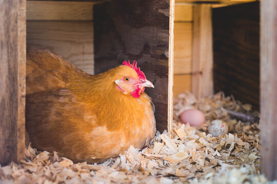 Buff Orpington hen in nesting box 
