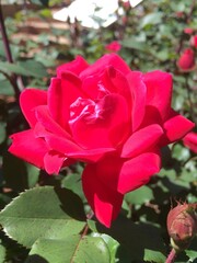 red rose in garden