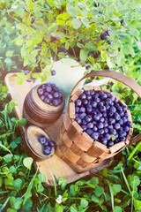 Ripe blueberries in basket with wooden handle on background of grass and sun.
