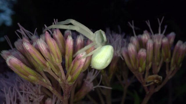 Die Ver&auml;nderliche Krabbenspinne Misumena vatia, ein typischer Lauerj&auml;ger, wartet auf Bl&uuml;ten auf unvorsichtige Insekten, die sie packen und aussaugen kann