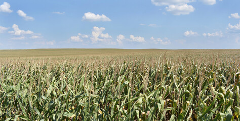 Young green corn field in summer