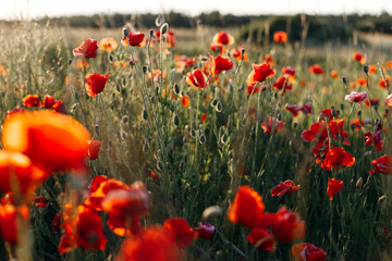 red poppy flowers on a poppy field on a summer day, illuminated by the sun