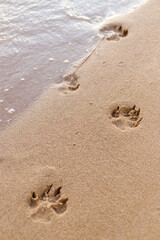Fototapeta na wymiar dog paw prints on the sand, sea wave on yellow sand